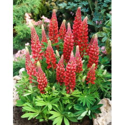 Lupinus, Lupin, Lupin Red - veliko pakiranje! - 10 kom