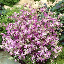 Hạt thơm đêm, hạt giống buổi tối - Matthiola bicornis - Matthiola incana