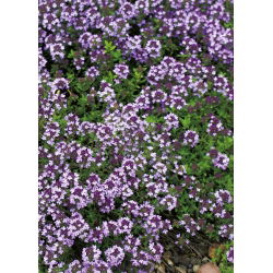 Leo Thyme, hạt húng tây Breckland - Thymus serpyllum - 750 hạt