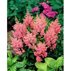 Astilbe "America" - ljust rosa, falsk spirea - stort paket! - 10 st - 