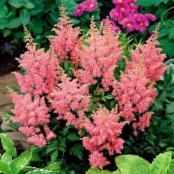 Astilbe "America" - ljust rosa, falsk spirea - stort paket! - 10 st - 