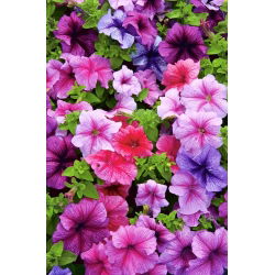 Petunia de Los Balcones - Variada - Petunia x hybrida pendula - Cascadas exuberantes, impresionante belleza colgante - Semillas frescas
