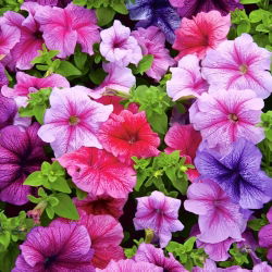 Petunia de Los Balcones - Variada - Petunia x hybrida pendula - Cascadas exuberantes, impresionante belleza colgante - Semillas frescas