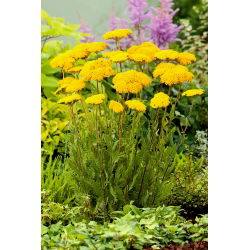 Rebríček papraďolistý - Parker's - Yellow; krvácanie z nosa, jarabina - veľké balenie! - 10 ks