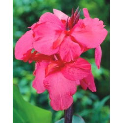 Canna Shining Pink - pacote grande! - 10 pcs.