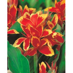 Canna Lucifer - pacote grande! - 10 pcs.