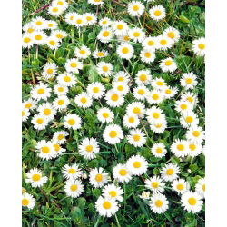 Margareeta - valge - 1200 seemned - Bellis perennis
