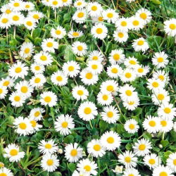 Margareeta - valge - 1200 seemned - Bellis perennis
