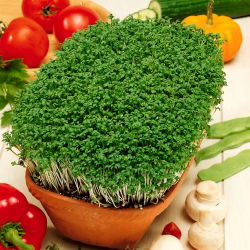 Semena krompirja (kaše) - 4500 semen - Lepidium sativum