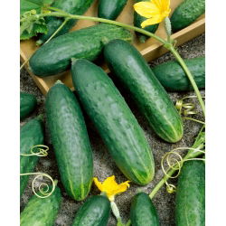 Cucumber - Delicius - Hight Yield, Crisp, Juicy Flesh, Ideal for Salads - Fresh Seeds