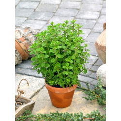 Mejorana - Origanum majorana - Ideal para sazonar sopas y carnes - Semillas frescas