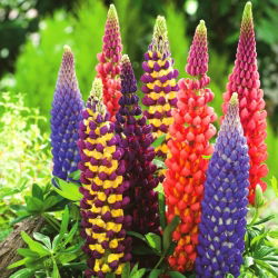 Lupinus Mix - veliko pakiranje! - 10 kom