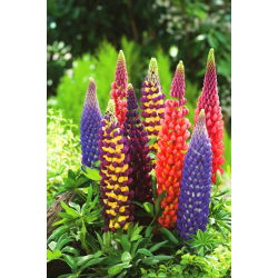 Lupinus Mix - veliko pakiranje! - 10 kom