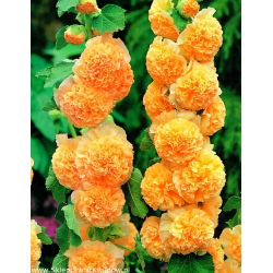 Alcea, Hollyhocks Orange - stor pakke! - 10 stk