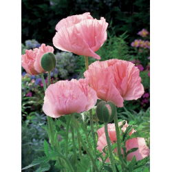 Papaver, Magone Helēna Elizabete - lielais iepakojums! - 10 gab.