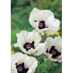 Papaver, Poppy Royal Wedding - didelė pakuotė! - 10 vnt.