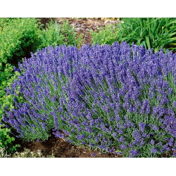 Hạt giống hoa oải hương - Lavandula angustifolia - 200 hạt - Lavendula vera