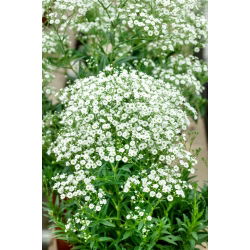 Schleierkraut - Gypsophila paniculata - Federleichte Blüten, ideal für Sträuße - Samen