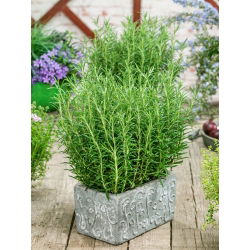Семе ружмарина - Росмаринус оффициналис - 80 семена - Rosmarinus officinalis