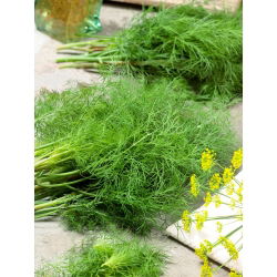 Endro - Moravan - 2800 sementes - Anethum graveolens L.