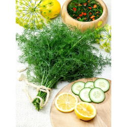 Endro – Cossack -  Anethum graveolens - Kozak - sementes