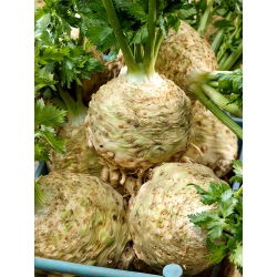Celeriac, akar Saderi "Talar" - 900 biji - Apium graveolens - benih