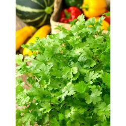 Cilantro - Coriandrum sativum - Hierba aromática, ideal para cocinar y sazonar - Semillas frescas