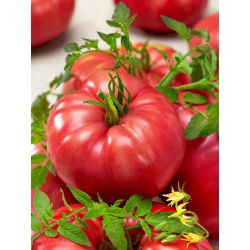 蕃茄Raspberry Giant种子 -  Lycopersicon lycopersicum  -  400种子 - Lycopersicon esculentum Mill.  - 種子