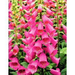 Digitalis, Foxglove Camelot Rose - stor pakke! - 10 stk