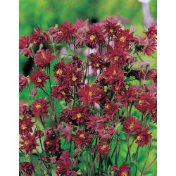 Aquilegia, Columbine, Granny's Bonnet Bordeaux Barlow - veliko pakiranje! - 10 kom