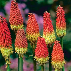 Kniphofia, Red Hot Poker, Tritoma Red-Yellow - liels iepakojums! - 10 gab.