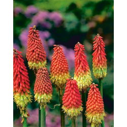 Kniphofia, Red Hot Poker, Tritoma Red-Yellow - liels iepakojums! - 10 gab.