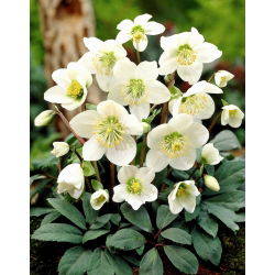 Helleborus, Hellebores Niger - pachet mare! - 10 buc.