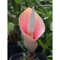 Amorphophallus bulbifer