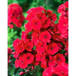 Phlox Red - velké balení! - 10 ks.