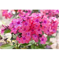 Phlox Windsor - stort paket! - 10 st