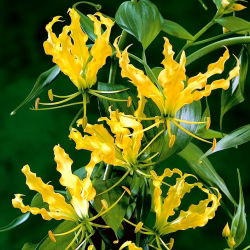 Gloriosa, Fire Lily, Flame Lily Lutea - large package! - 10 pcs