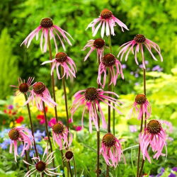 Echinacea, Coneflower Pallida - veliko pakiranje! - 10 kom