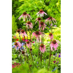 Echinacea, Coneflower Pallida - veliko pakiranje! - 10 kom