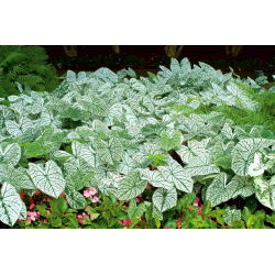 Caladium - Candidum - fehér; elefántfül, Jézus szíve, angyalszárny - nagy csomag! - 10 db.
