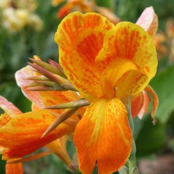 Canna Carnaval - pacote grande! - 10 pcs.