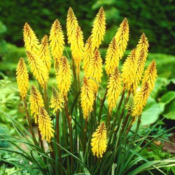 Kniphofia, Red Hot Poker, Tritoma Minister Verschuur - liela pakete! - 10 gab.