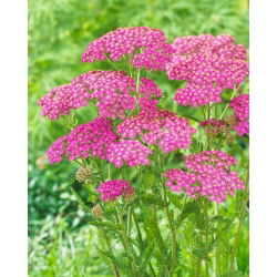 Stolisnik obični - Lilac Beauty - ljubičasta - veliko pakiranje! - 10 kom