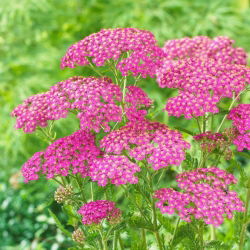 Stolisnik obični - Lilac Beauty - ljubičasta - veliko pakiranje! - 10 kom