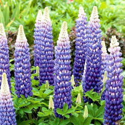 Lupinus, Lupin, Lupin Blue - veliko pakiranje! - 10 kom