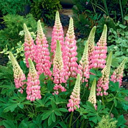 Lupinus, Lupin, Lupin Pink - veliko pakiranje! - 10 kom