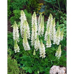 Lupinus, Lupin, Lupin White - veliko pakiranje! - 10 kom