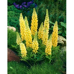 Lupinus, Lupin, Lupin Yellow - veliko pakiranje! - 10 kom