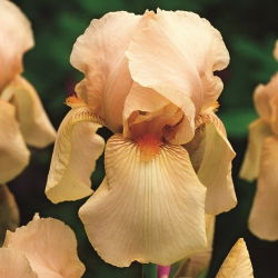 Baardiris - Nel Jape; Duitse baardiris - groot pakket! - 10 stuks - 