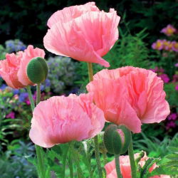 Papaver, Magone Helēna Elizabete - lielais iepakojums! - 10 gab.